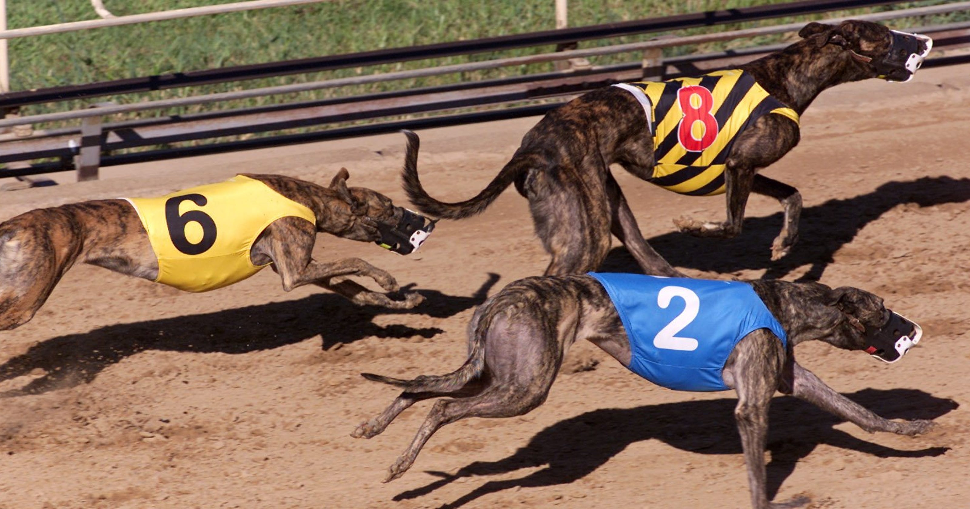 2 More Iowa Racing Dogs Test Positive For Banned Drug