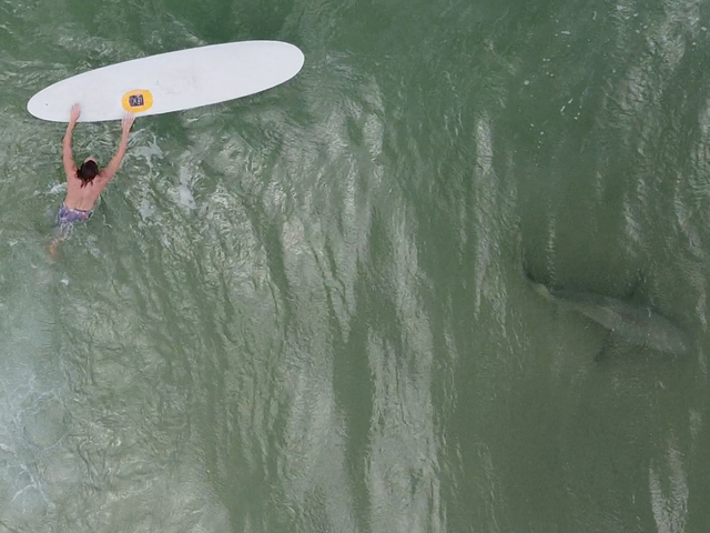 Drones Reveal Shark Fests Though Oregon Bites Remain Rare Drones Reveal Shark Fests Though Oregon Bites Remain Rare