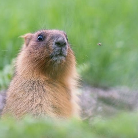 A groundhog in a field.