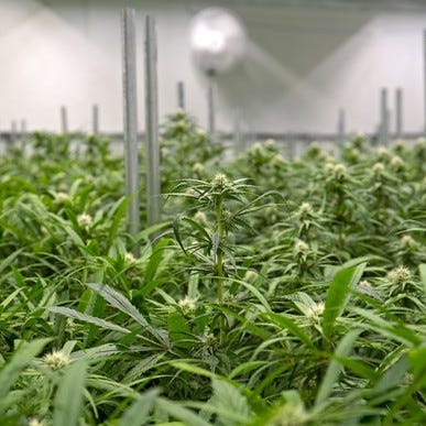 An indoor commercial cannabis grow facility.