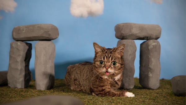 Lil Bub and Grumpy Cat claw their way into bookstores