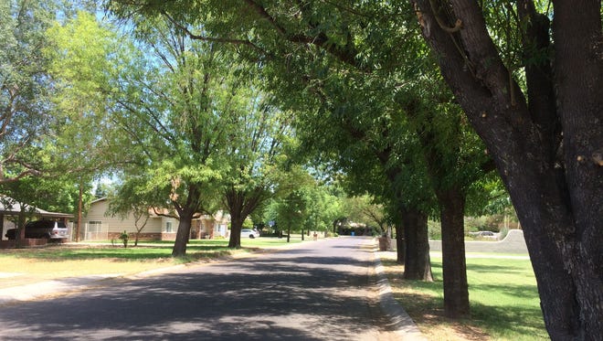 Ash trees lining Tuckey Lane in Phoenix near 15th Avenue, south of Glendale Avenue, make a shady path.