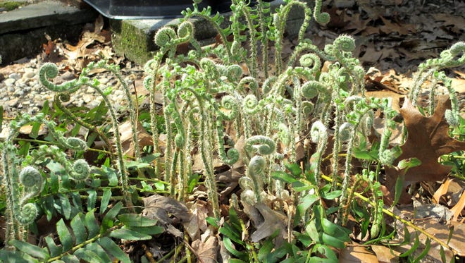 Doreen Tignanelli submitted this photo of fiddlehead ferns in her yard.