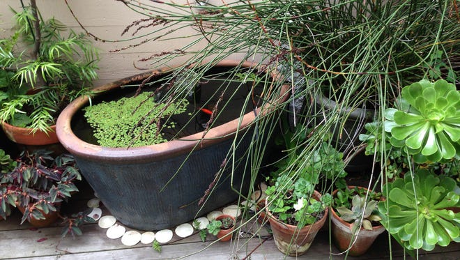 This image released by Glen Gage shows a container pond put together using a planter on a patio in San Francisco.