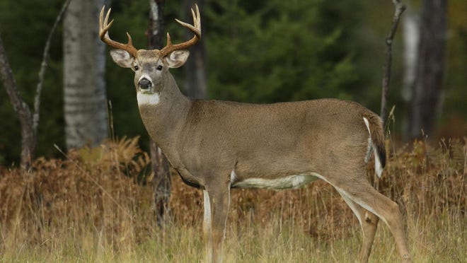 The Department of Natural Resources said the deer population in the northern Lower Peninsula ranges from stable to increasing for this year's firearms season from Nov. 15-30. Deer numbers may be slightly down in some areas of the eastern Upper Peninsula. Courtesy photo