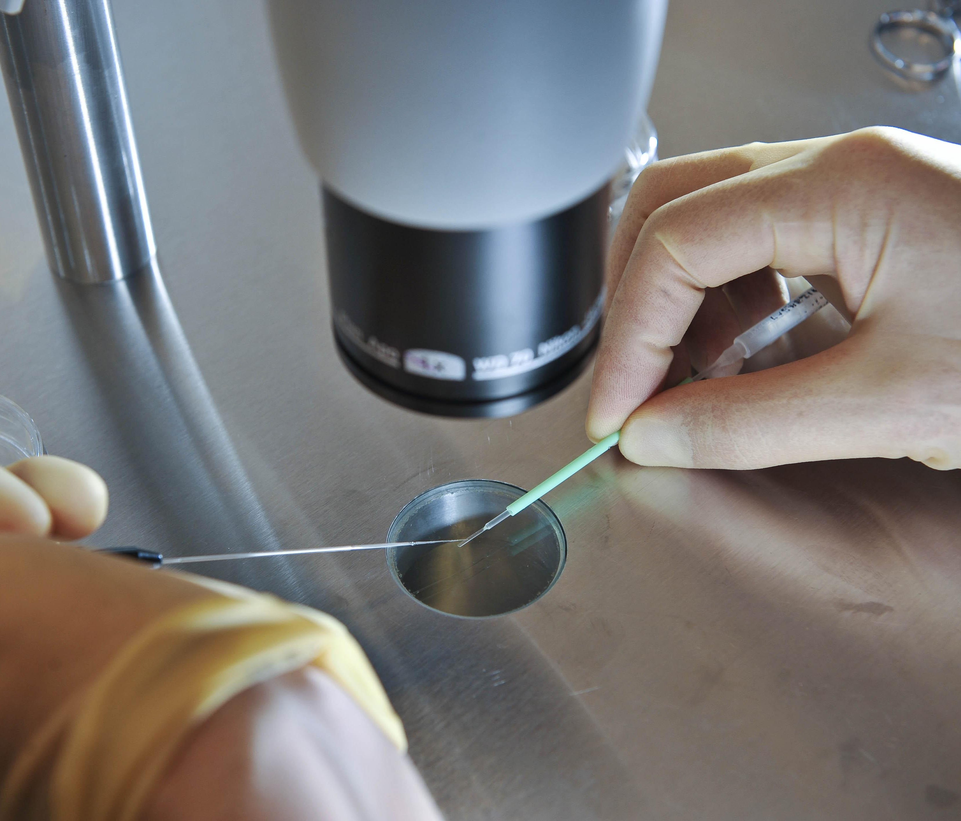 In this Aug. 11, 2008 file photo, a scientist works during an IVF process.