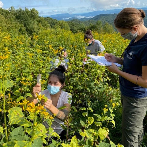 Volunteers help track seasonal biological growth d
