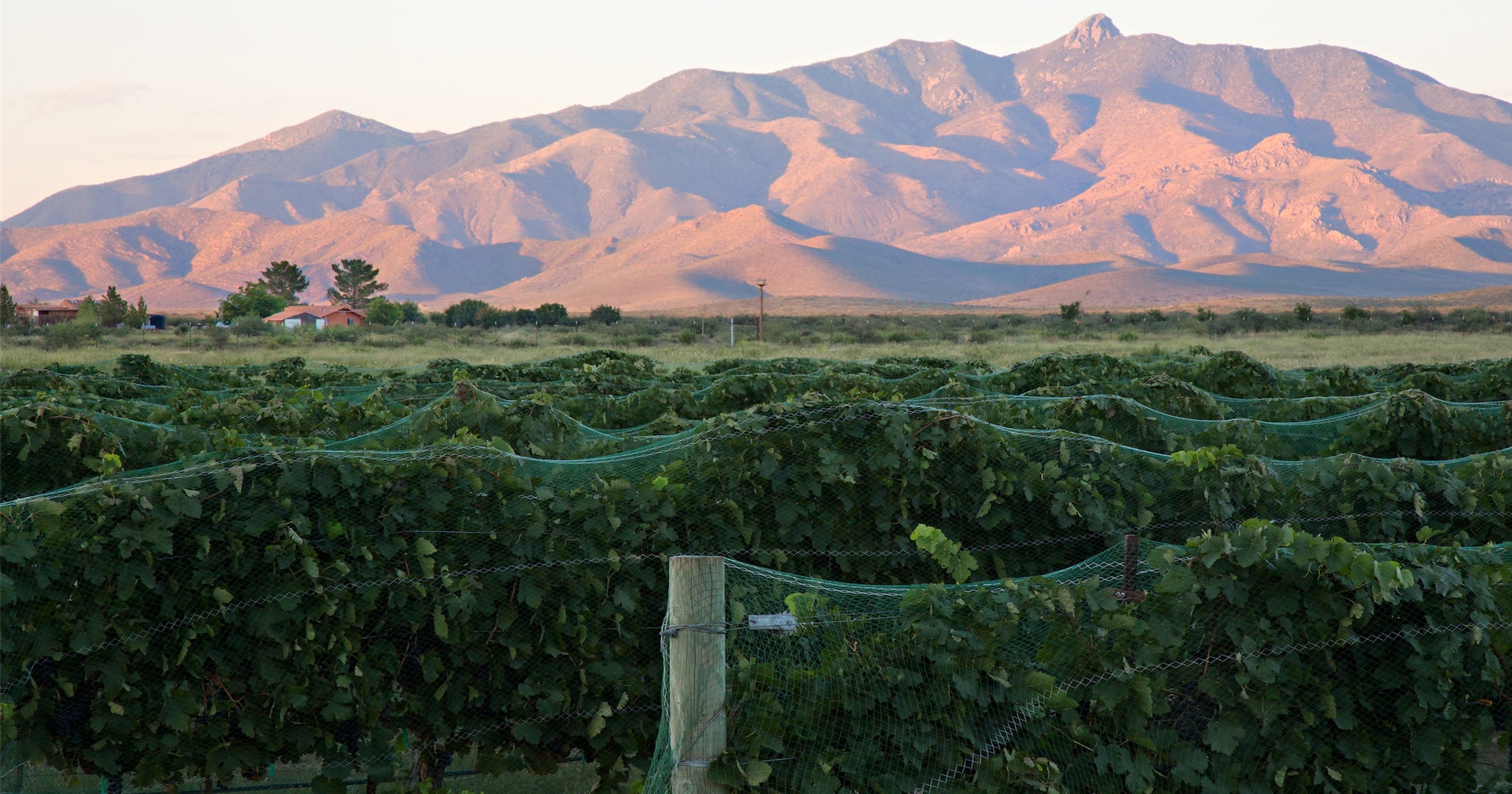 Willcox Wins Federal Designation As A Unique Arizona Wine