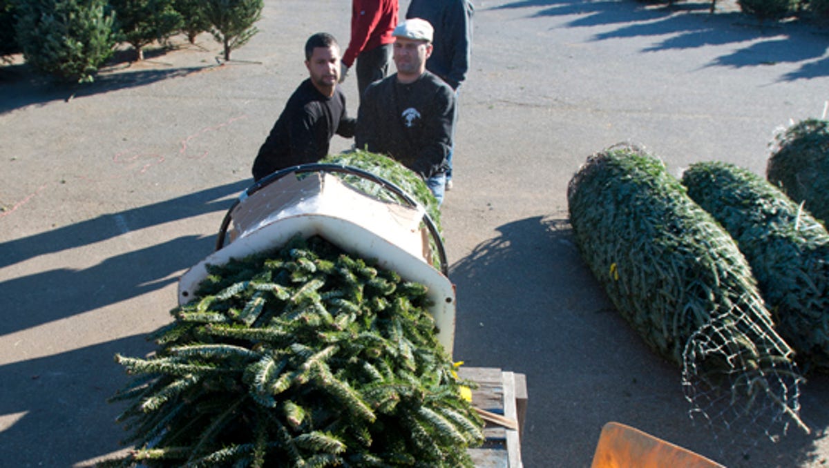 Christmas Tree shopping at Pensacola's Bailey's Produce and Nursery