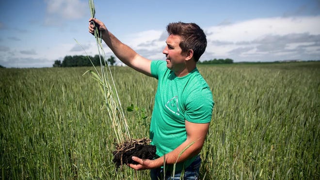 Mitchell Hora, a farmer in rural Washington, holds up a piece of dirt where both a soybean plant and cereal rye are growing nest to each other June 10 in eastern Iowa. Hora and his father grow a variety of cover crops, often experimenting to see what works best. "We're harvesting rye with soybeans on the same acre," Hora says. "We take a yield hit with both crops," damaging some soybeans when the cereal rye is harvested in July. "But the combination of the two really pumps up soil health and really pumps up carbon sequestration."