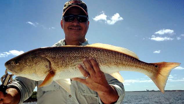 Omar Benitez of Ft. Myers with a 31-inch redfish caught off of Jack's Bar in Estero Bay using a piece of cut pinfish. 