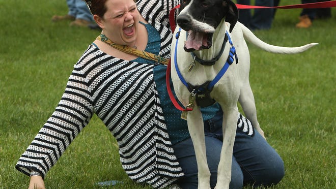 Cynthia Richards of Bridgewater get unclose with Charlie, a 1 1/2 year old Great Dane looking for his forever home at New Jersey's only all-New Jersey Craft Beer and Food Festival. The event was at Lewis Morris Park in Morristown as a fundraiser for Eleventh Hour Rescue, a Rockaway-based animal shelter, on May 21, 2016.