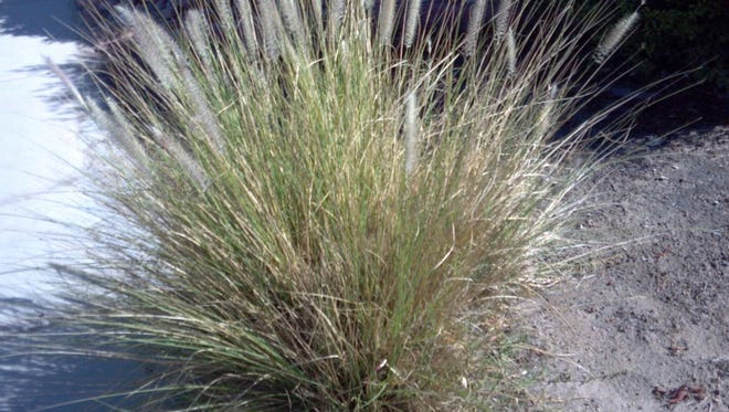 Pennisetum setaceum can invade urban and rural landscapes.