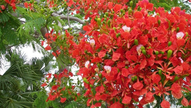 Les poinciana royaux commencent à fleurir à partir de maintenant jusqu'en juillet. Submitted