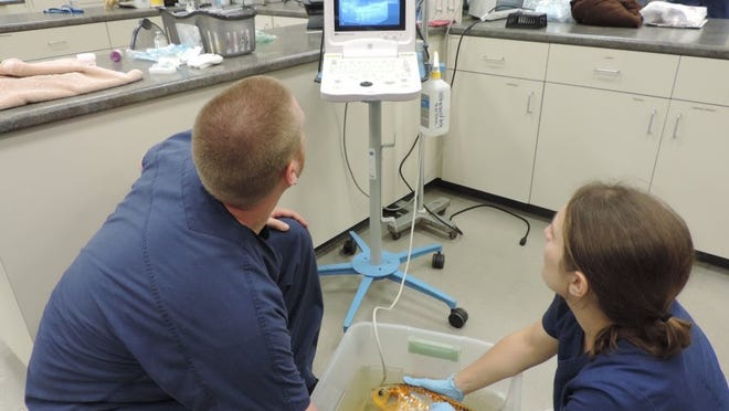 Dr. Katherine Baine, right, and Dr. Brian Rutherford perform an ultrasound on a koi fish that was floating near the top of the water more than normal. A large fluid-filled cyst was discovered and later drained.