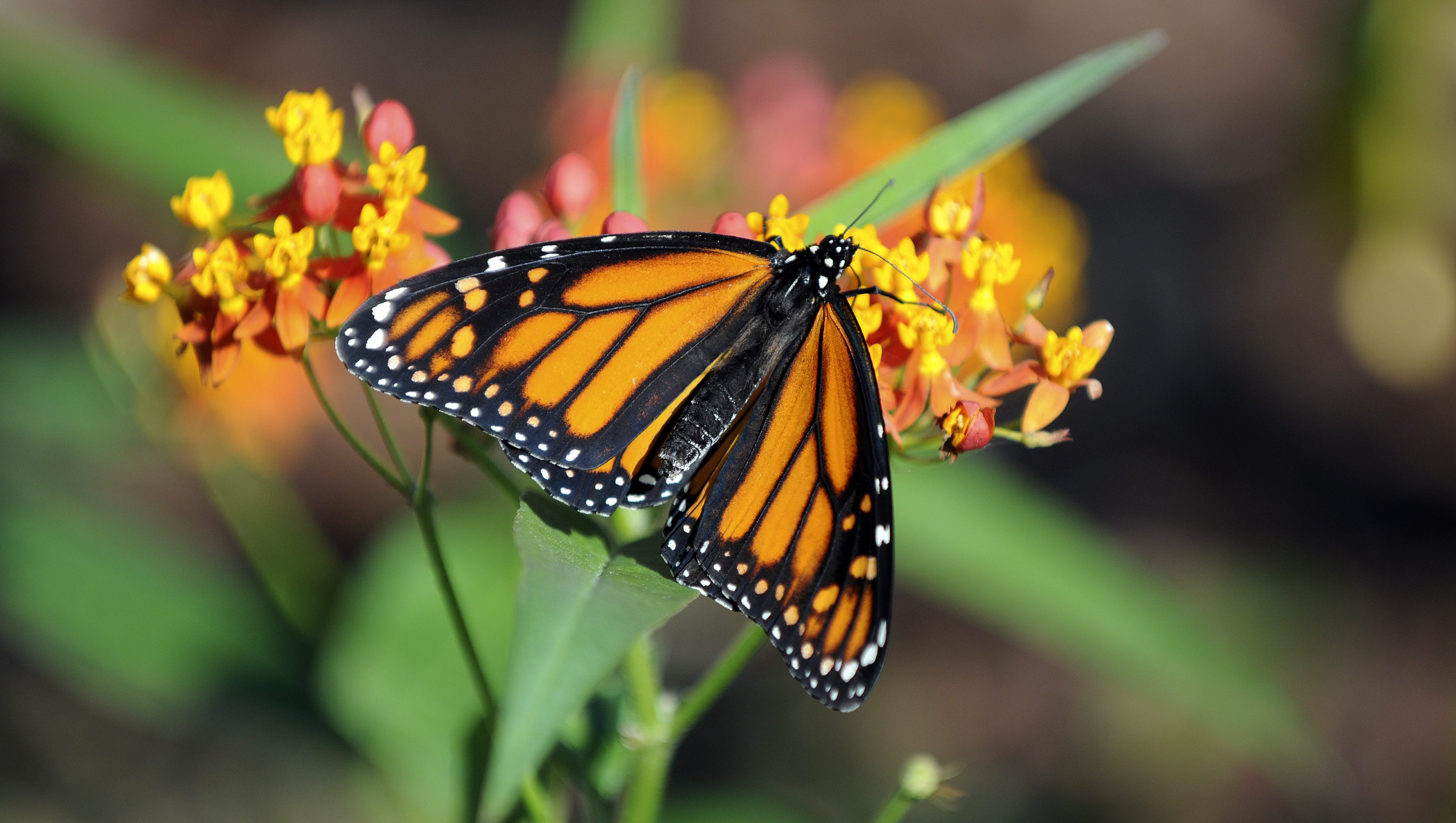 Sally Scalera: Growing a non-native species of milkweed? Cut it back before Thanksgiving
