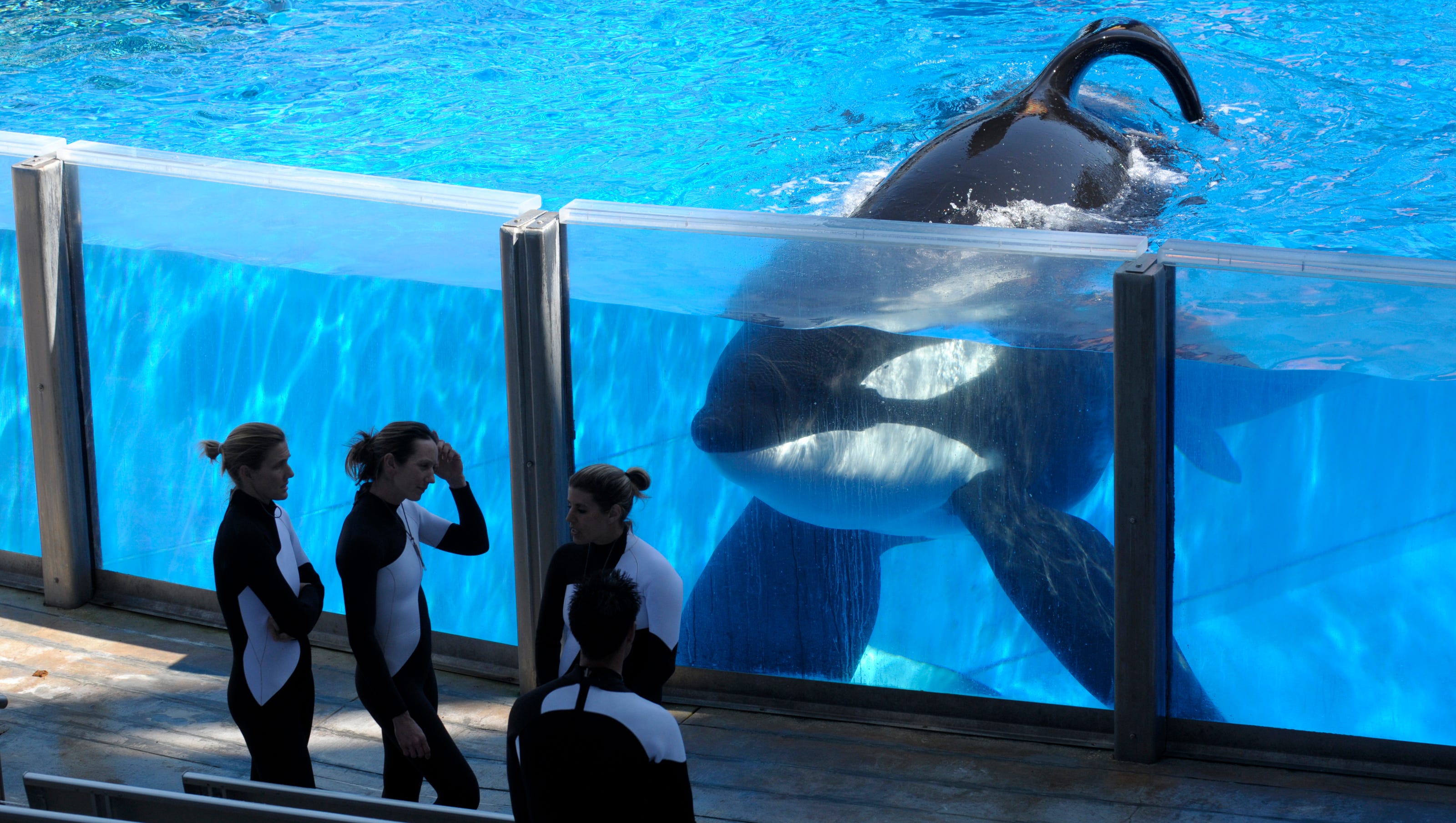 Seaworld To Phase Out Killer Whale Shows Captivity