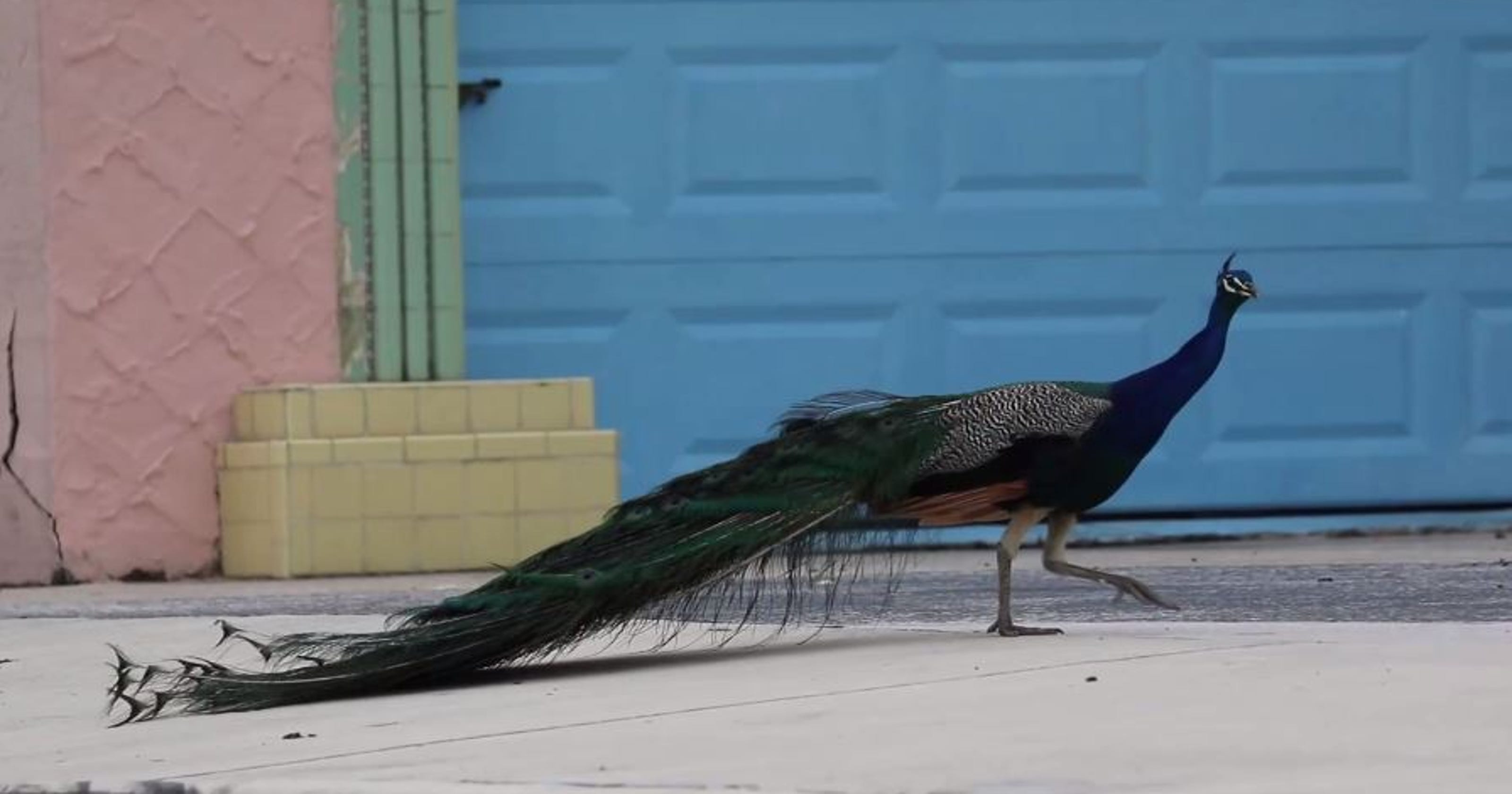 Fort Pierce Peacock Arts District Becoming A Colorful Attraction