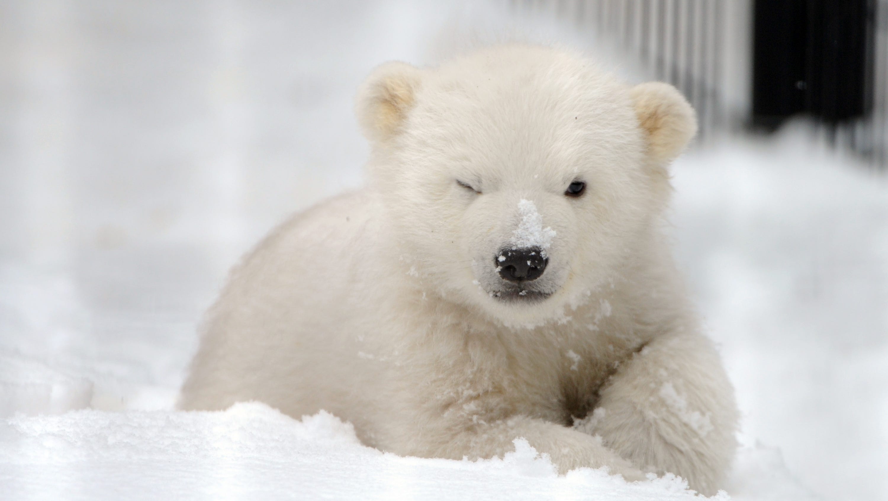 polar-bears-and-melting-ice-3-facts-that-may-surprise-you