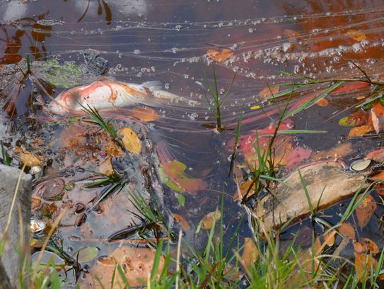 Reports of plankton in the canal between Sunset Road and Aucilia Road in Cocoa Beach started Monday with the canal having a very red tint to it. The reddish color was only near the canals near the two streets.