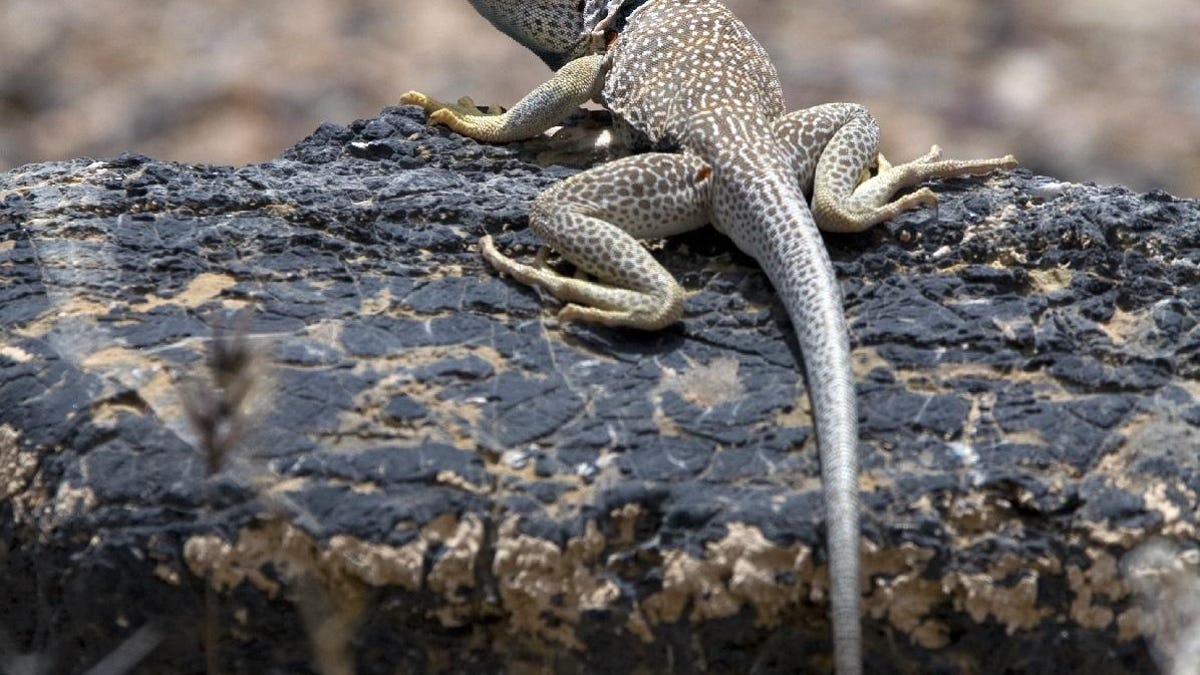 Lizards Losing Their Tail Not Without Cost A pet green iguana is not for everyone. lizards losing their tail not without cost