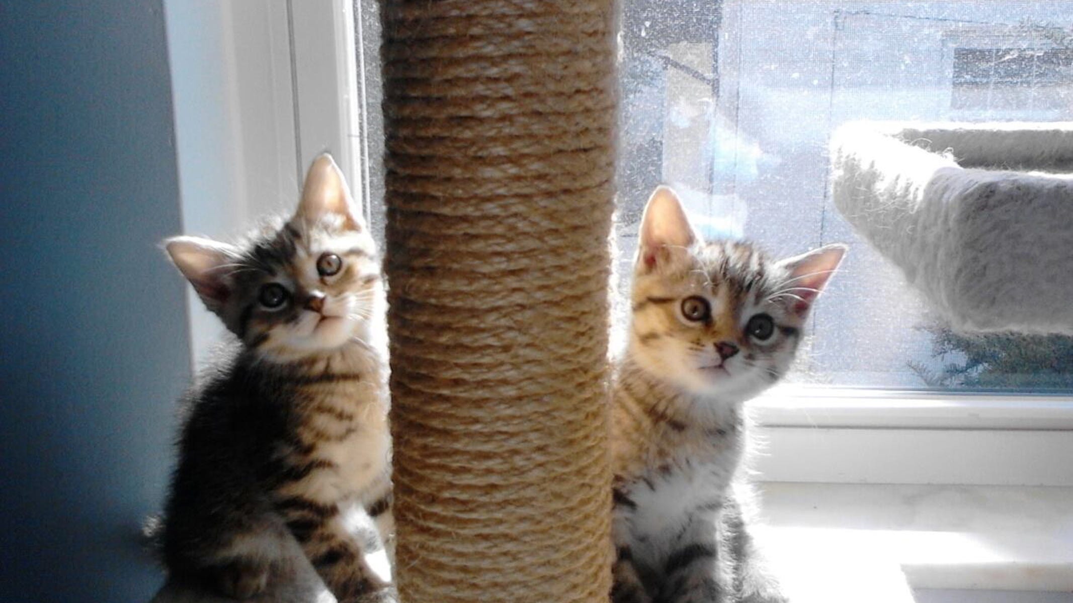 What Does That 1 1 14 Billboard Mean Apparently Cats Can T Do Math