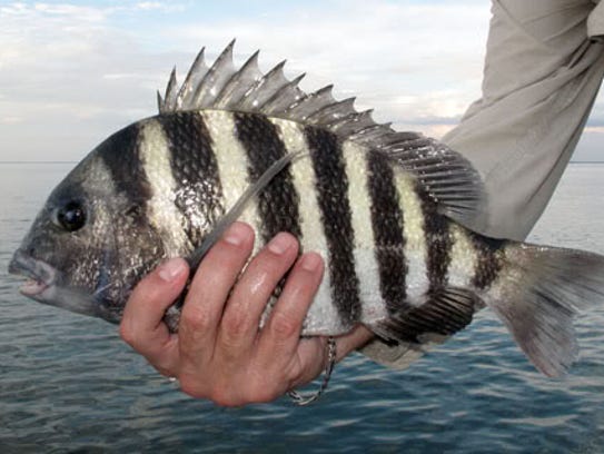 white fish with black stripes