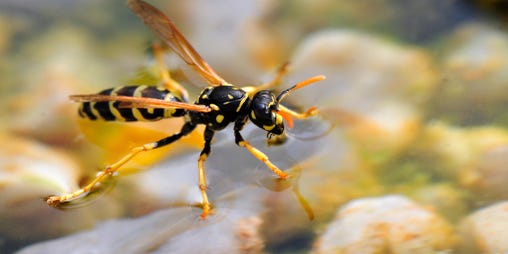 Wasps In Pool Sorry You Re Just Making Them Angrier