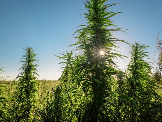 Industrial hemp is expected to be a billion-dollar industry nationally by 2020, according to a report from the Brightfield Group, a Florida-based analytics firm.