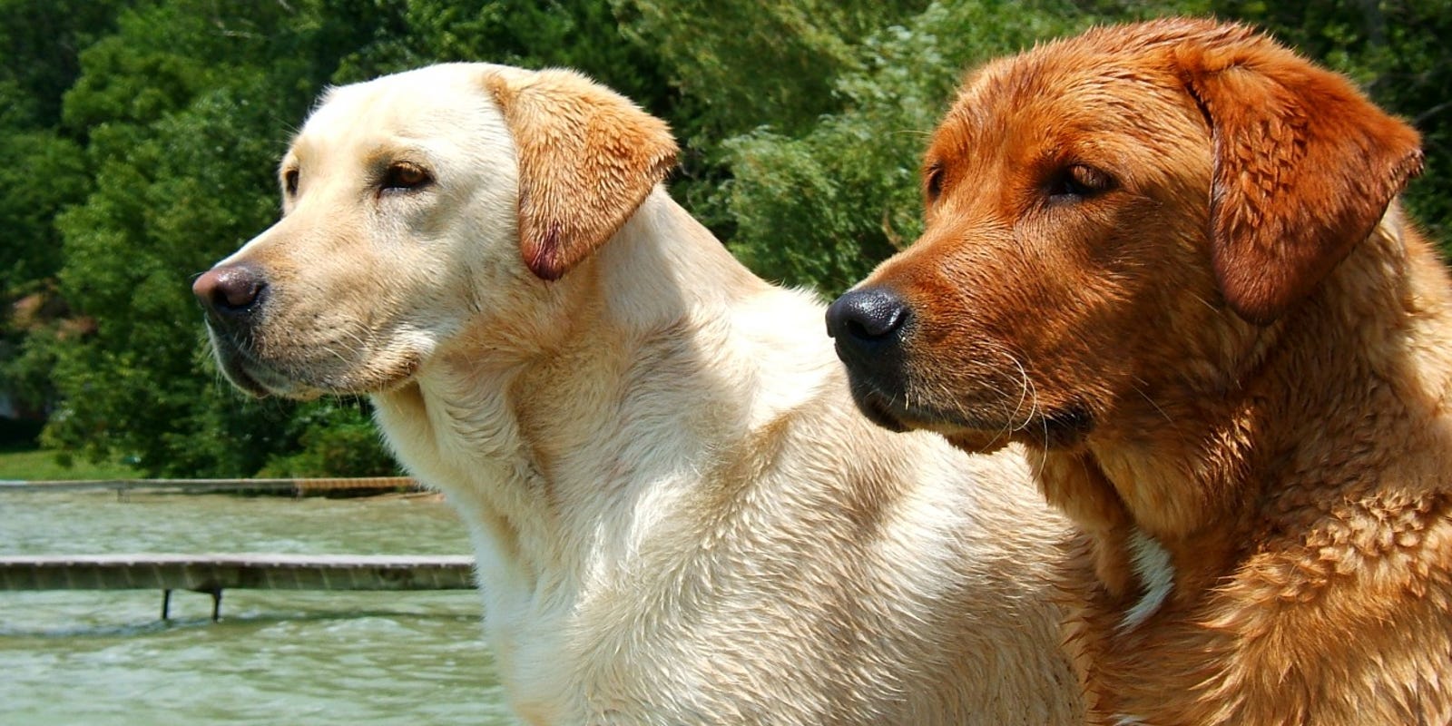 Dog Semen Lawsuit Awards Oregon Breeders 400 000 For Labradors