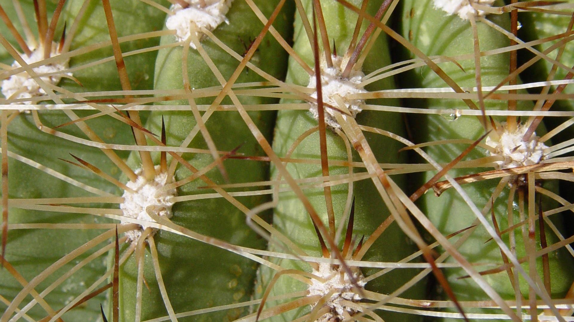 After Hours Watering Your Cactus At Night