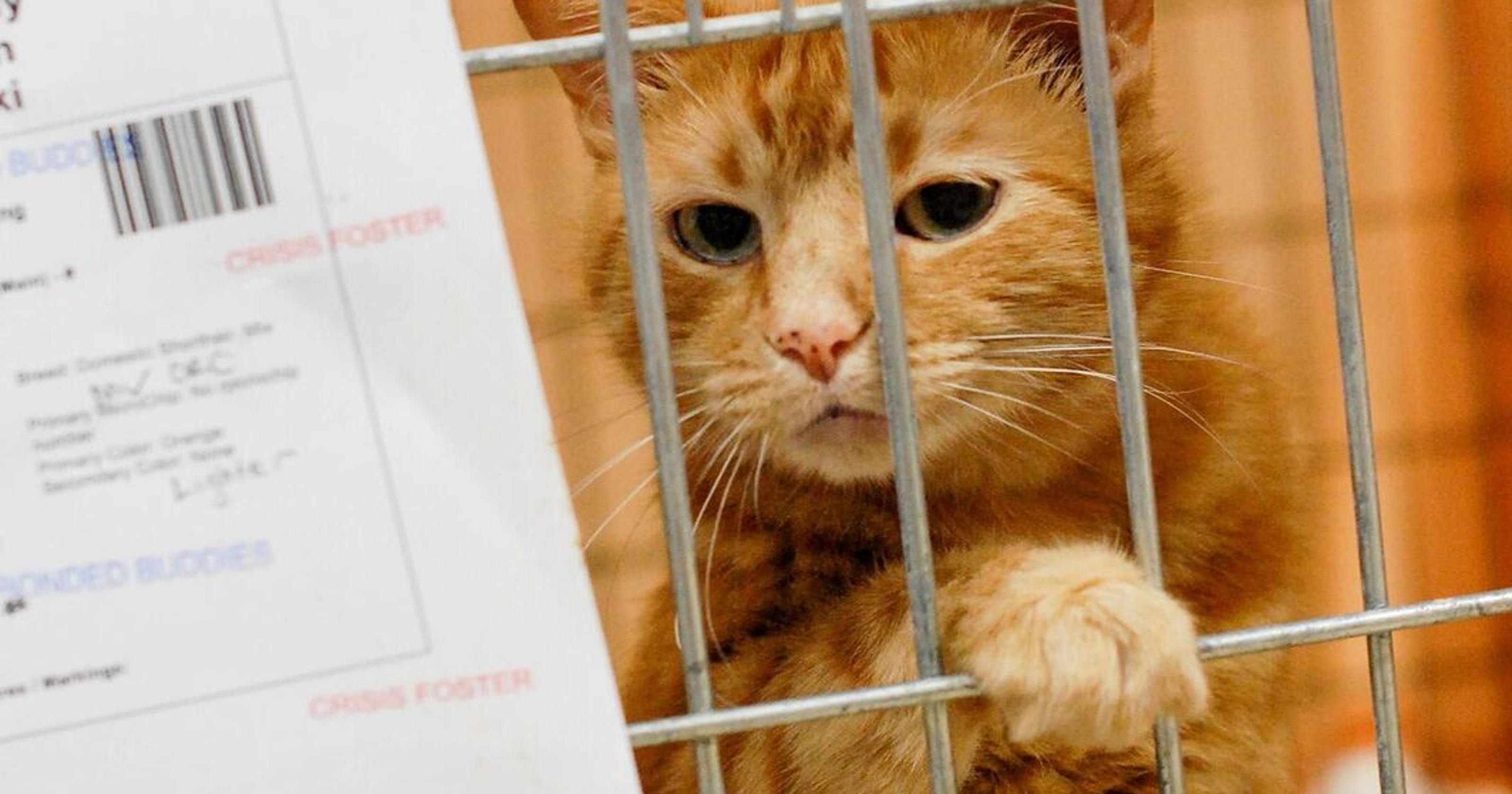 Des Moines Animal Shelter 9 filthy, matted dogs dumped in West Des