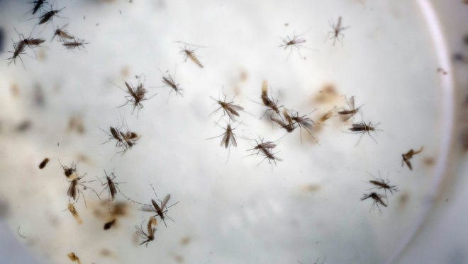 FILE - In this Feb. 11, 2016 file photo of aedes aegypti mosquitoes are seen in a mosquito cage at a laboratory in Cucuta, Colombia.