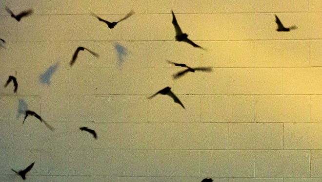 Thousands of bats exit out of a small gap between the west facing walls of the Del Rey Plaza at dusk on Friday, June 9, 2017.