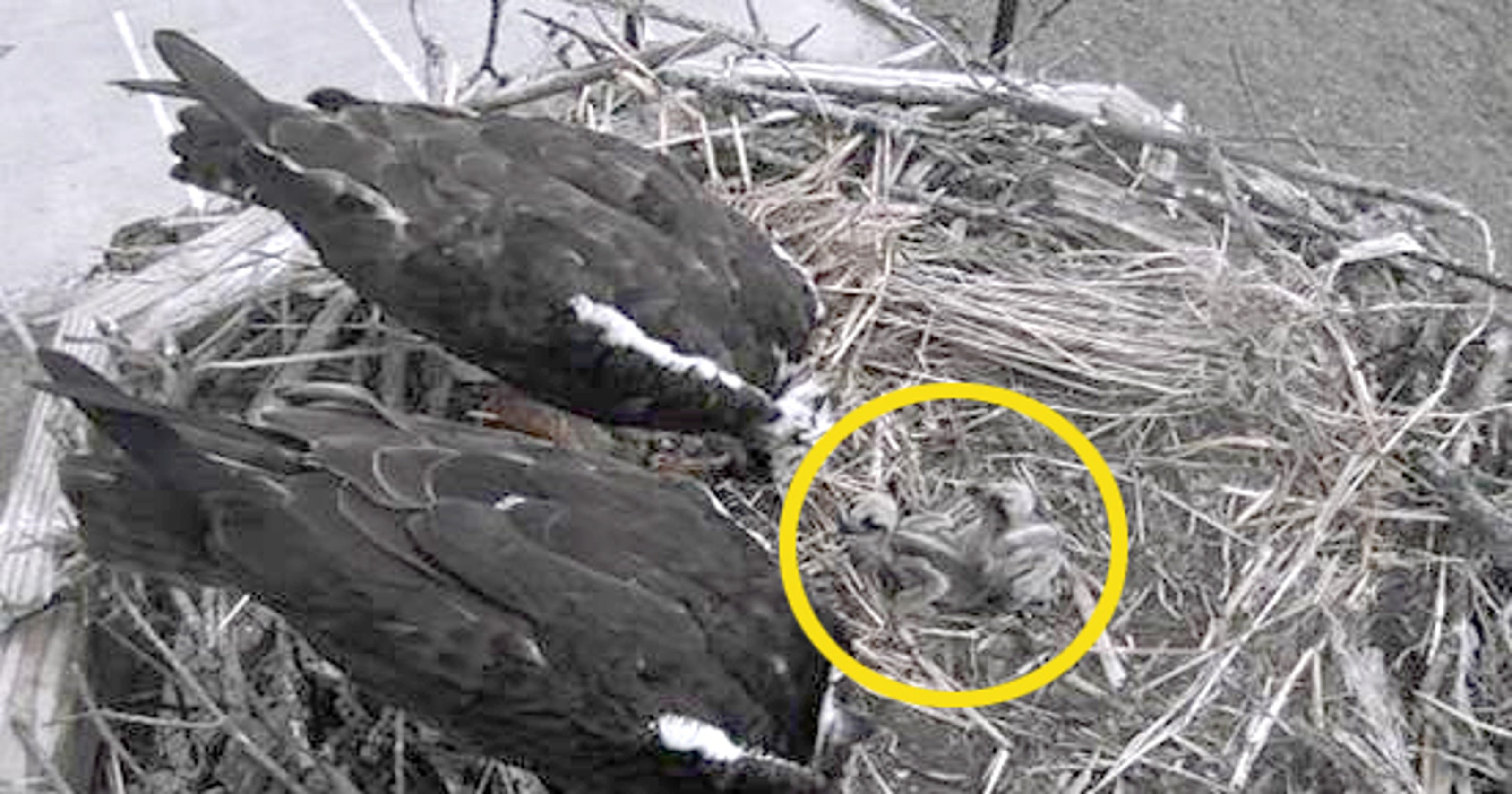 Osprey cam Two chicks hatch in Wells Fargo nest