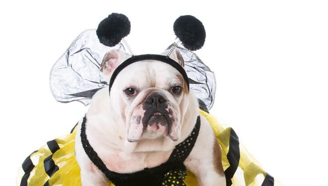 ¡Prepara este disfraz de perro! El concurso de disfraces de perros Howl-O-Ween está programado para el 27 de octubre.