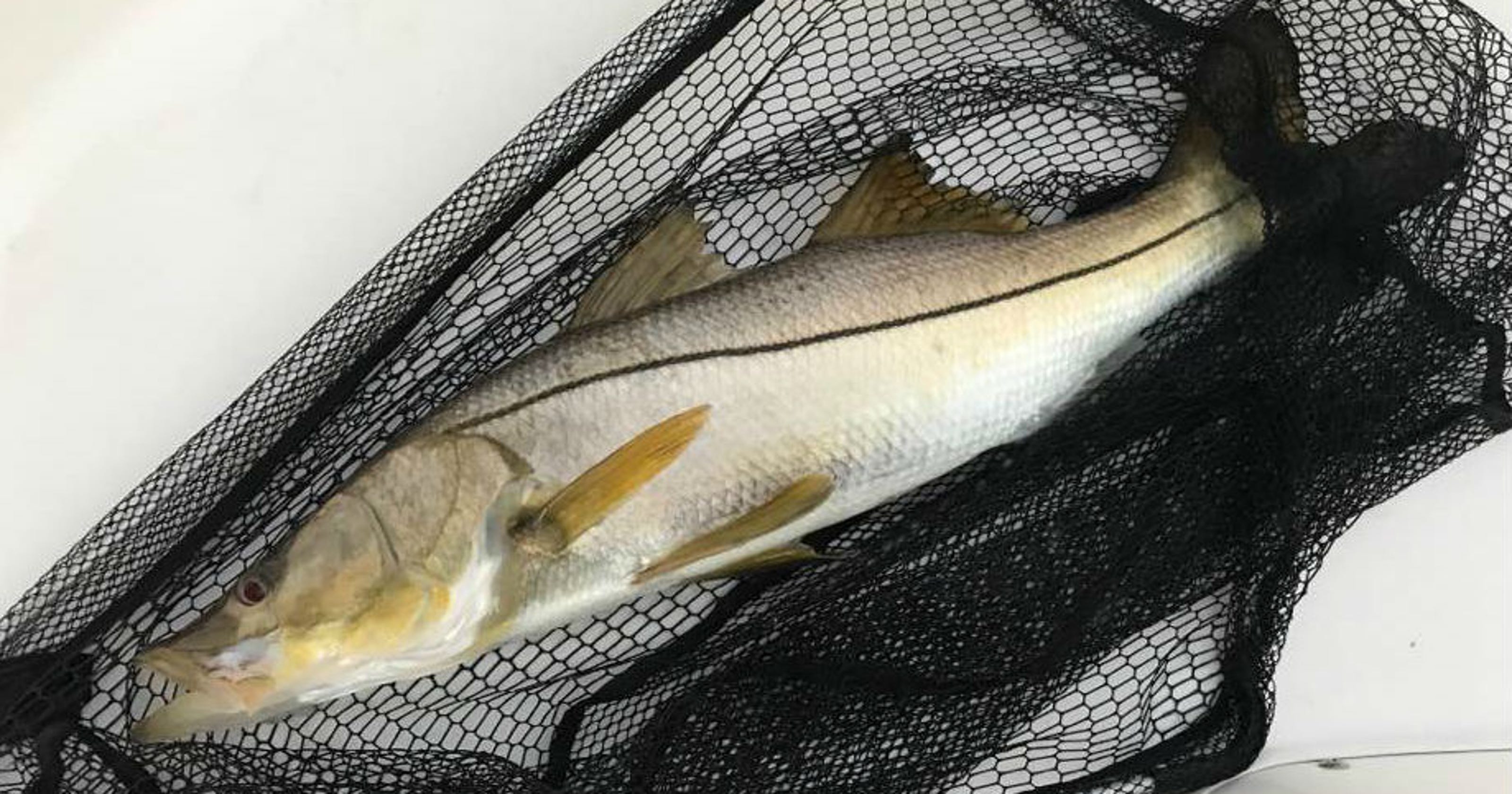 Snook Season Opens Sept 1 Ed Killer