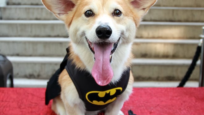This Sept. 2, 2015 photo provided by Marc Dalangin shows his Welsh corgi, Wally, dressed in a Batman costume for Halloween in New York.