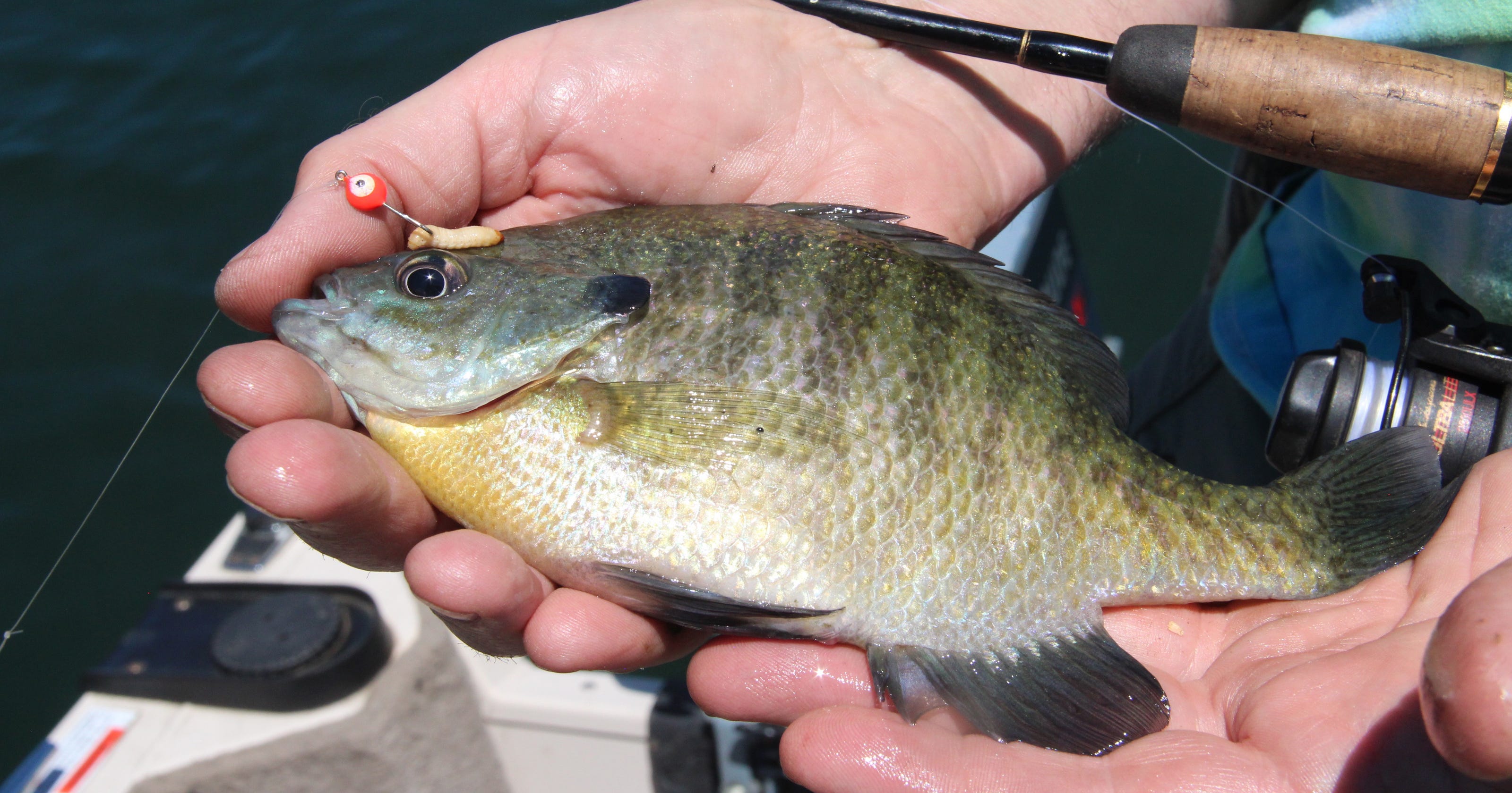 Smith Bluegills A Small But Noble Fish Deserve Trophy Treatment