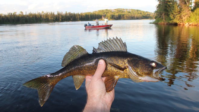 A walleye caught on Whitewater Lake is displayed while another boat fishes on the remote water in northwestern Ontario.