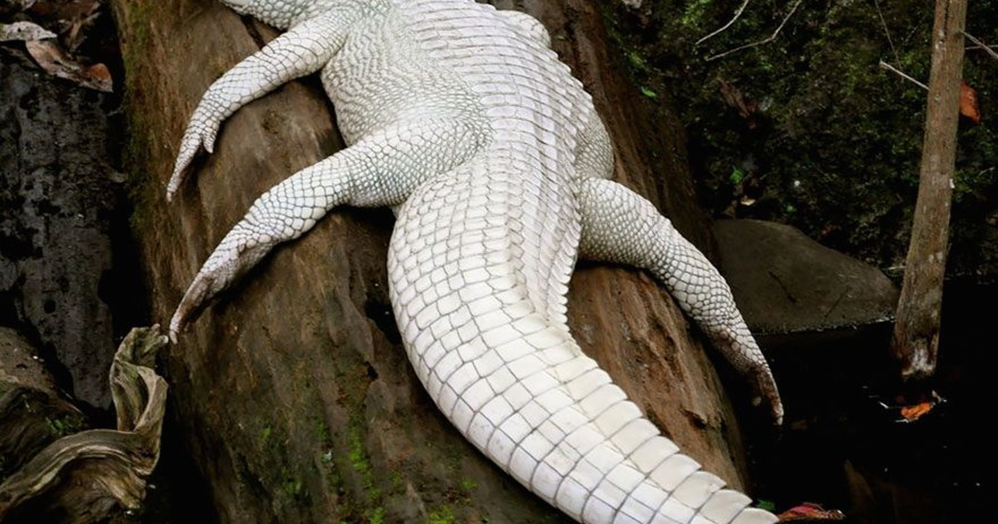 Albino alligator, rare white gators from Gatorland in Orlando get new home