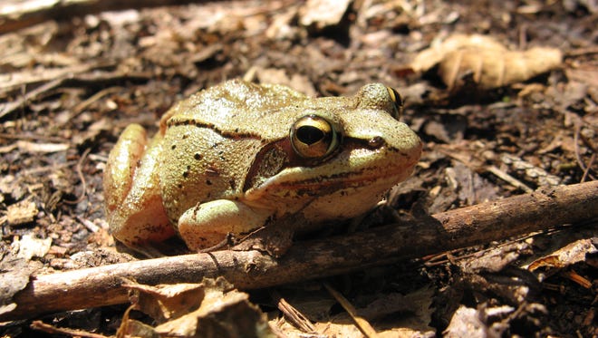 These remarkably terrestrial frogs spend most of the year in the woods, but wood frogs migrate short distances to woodland pools for mating in the spring. They are distinguished by their rakish black mask