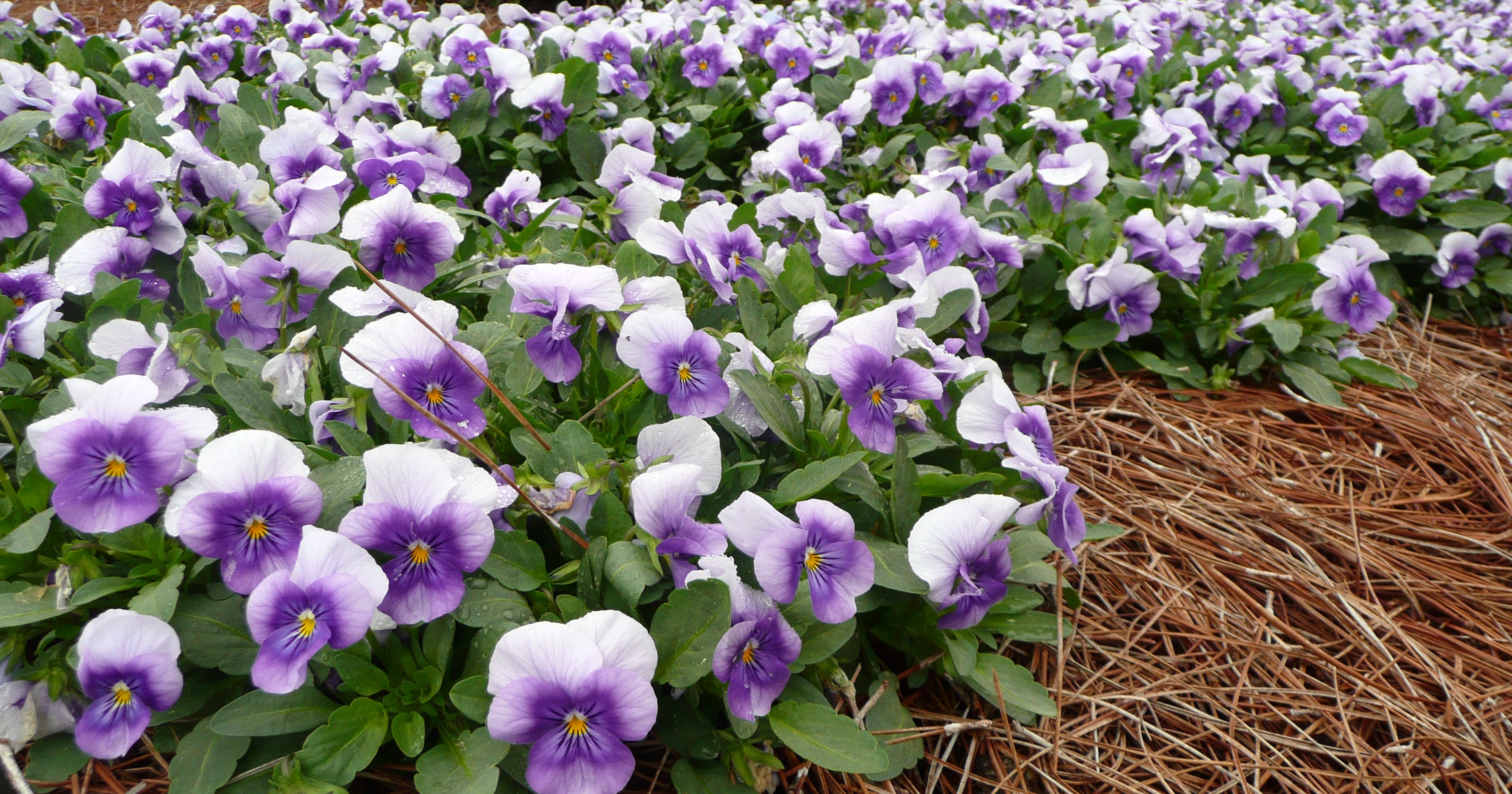 Perfect winter annuals Pansies and violas are hardy in East TN chill