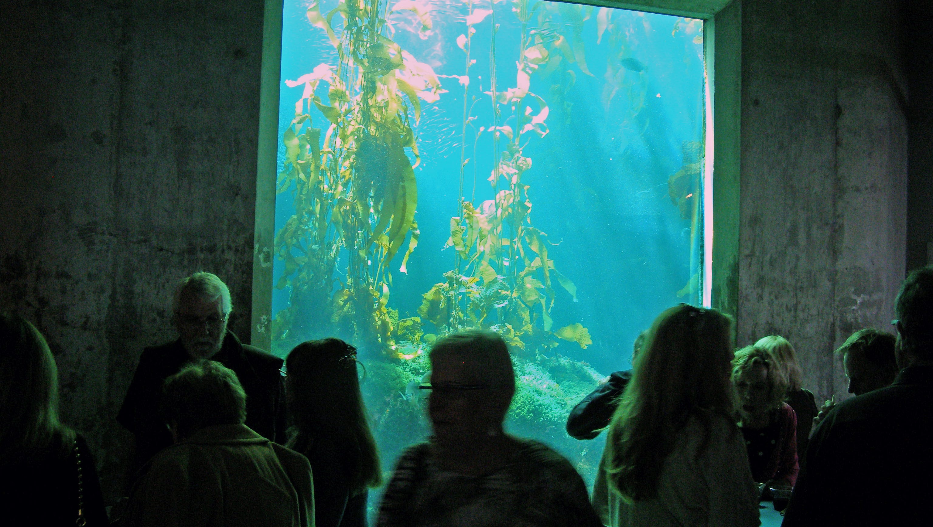 Monterey Bay Aquarium To Offer Free Admission For Community Open House