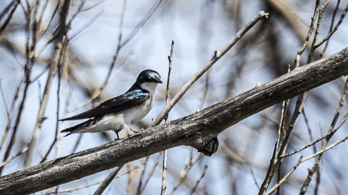 Mystery Follows Birds Migration Path Back To Michigan