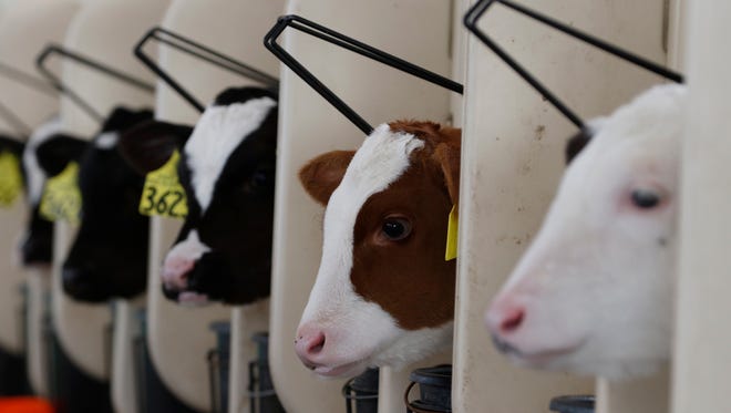 Calves on the Clover View Dairy Farm are kept inside the calf barn on Wednesday, Jan. 6. The farm has about 63 calves.