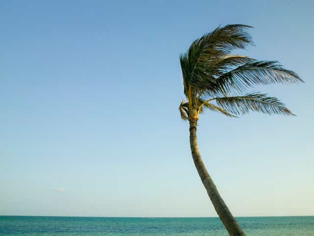 Palm Trees Tend To Bend Not Fall In The Wind Palm Trees Tend To Bend Not Fall In The Wind