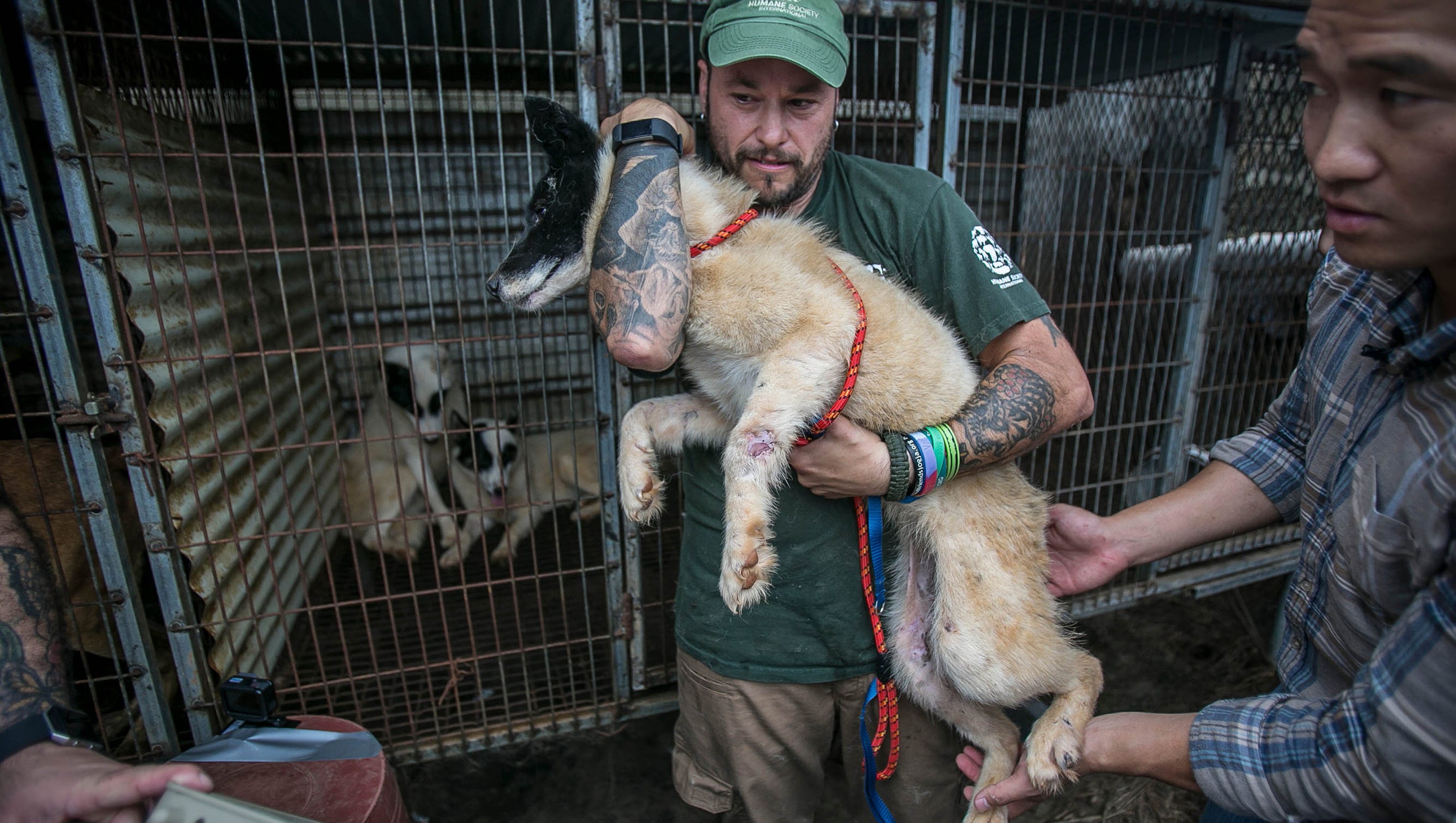 Photos Dogs rescued from South Korean dog meat farm