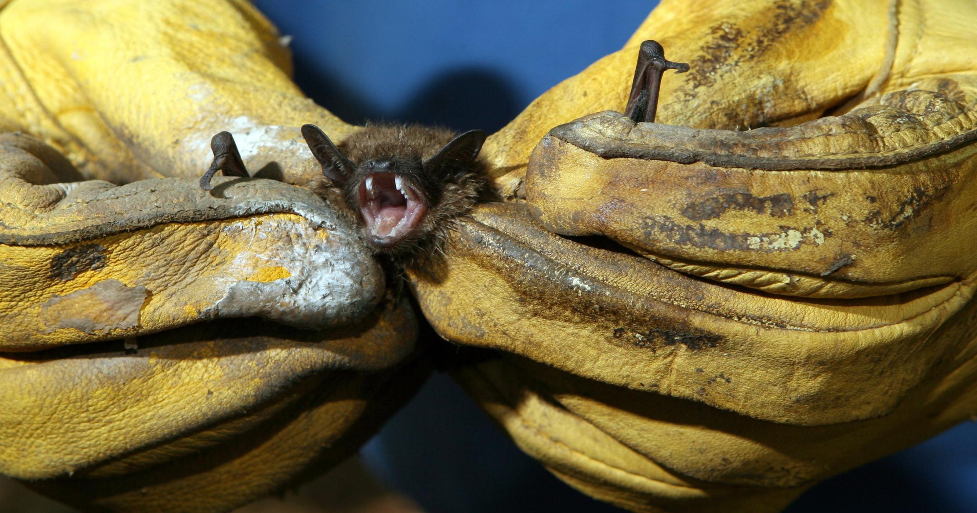 Find a bat in your home? Steps to take.