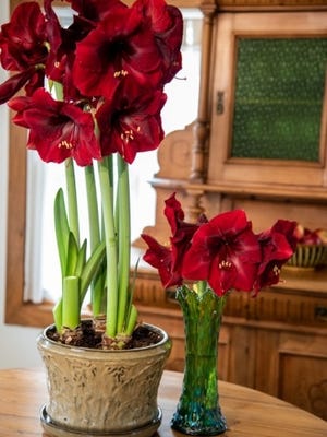 Amaryllis trumpet-like blooms unfold for holiday cheer.